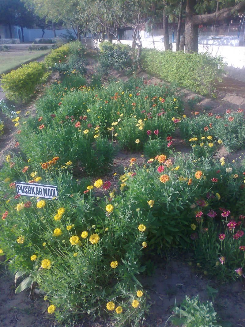 Amazing results from this perennial